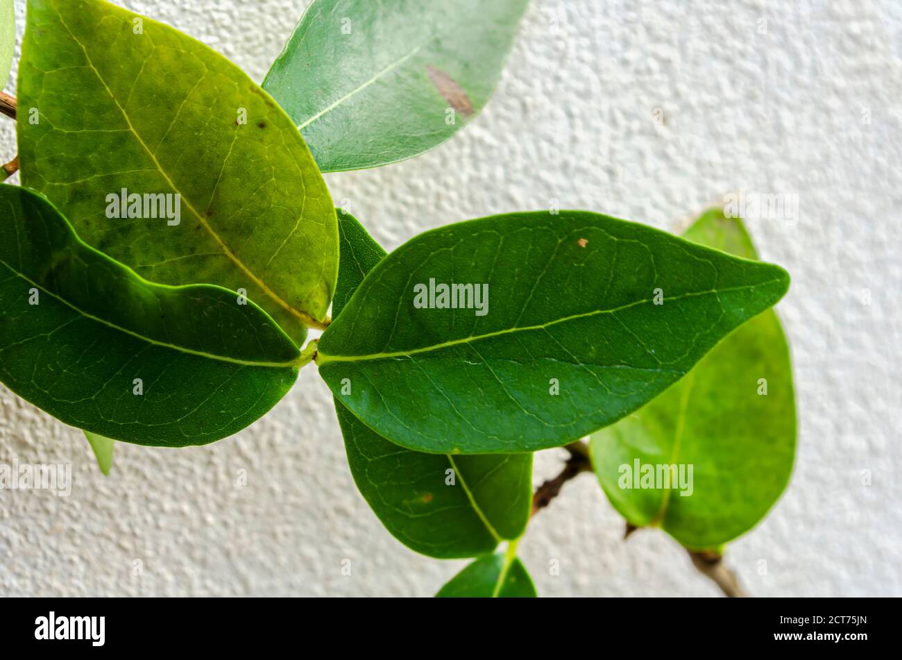 Closeup Leaf Of Malpighia Glabra Stock Photo