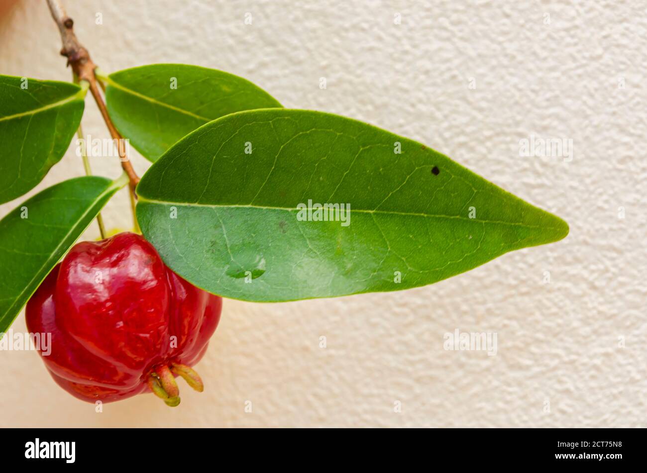Fruit, And Adaxial Side Of Pitanga Leaf Stock Photo