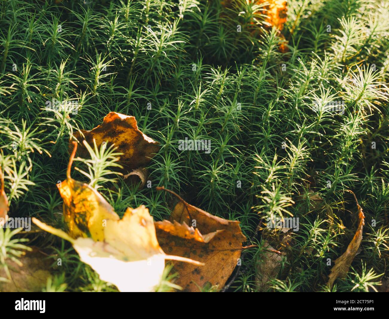 Forest ground texture moss hi-res stock photography and images - Alamy
