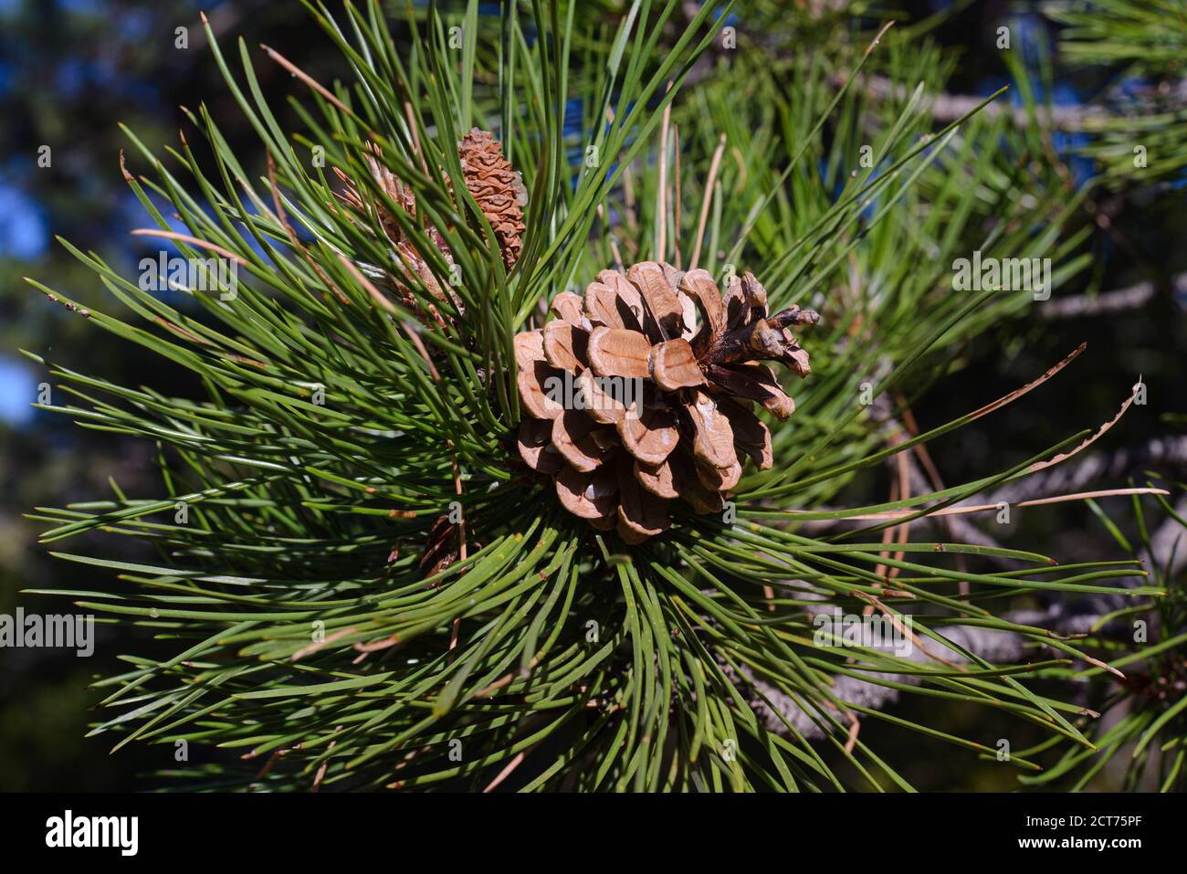 Pine Cone Pomme De Pin France Stock Photo Alamy