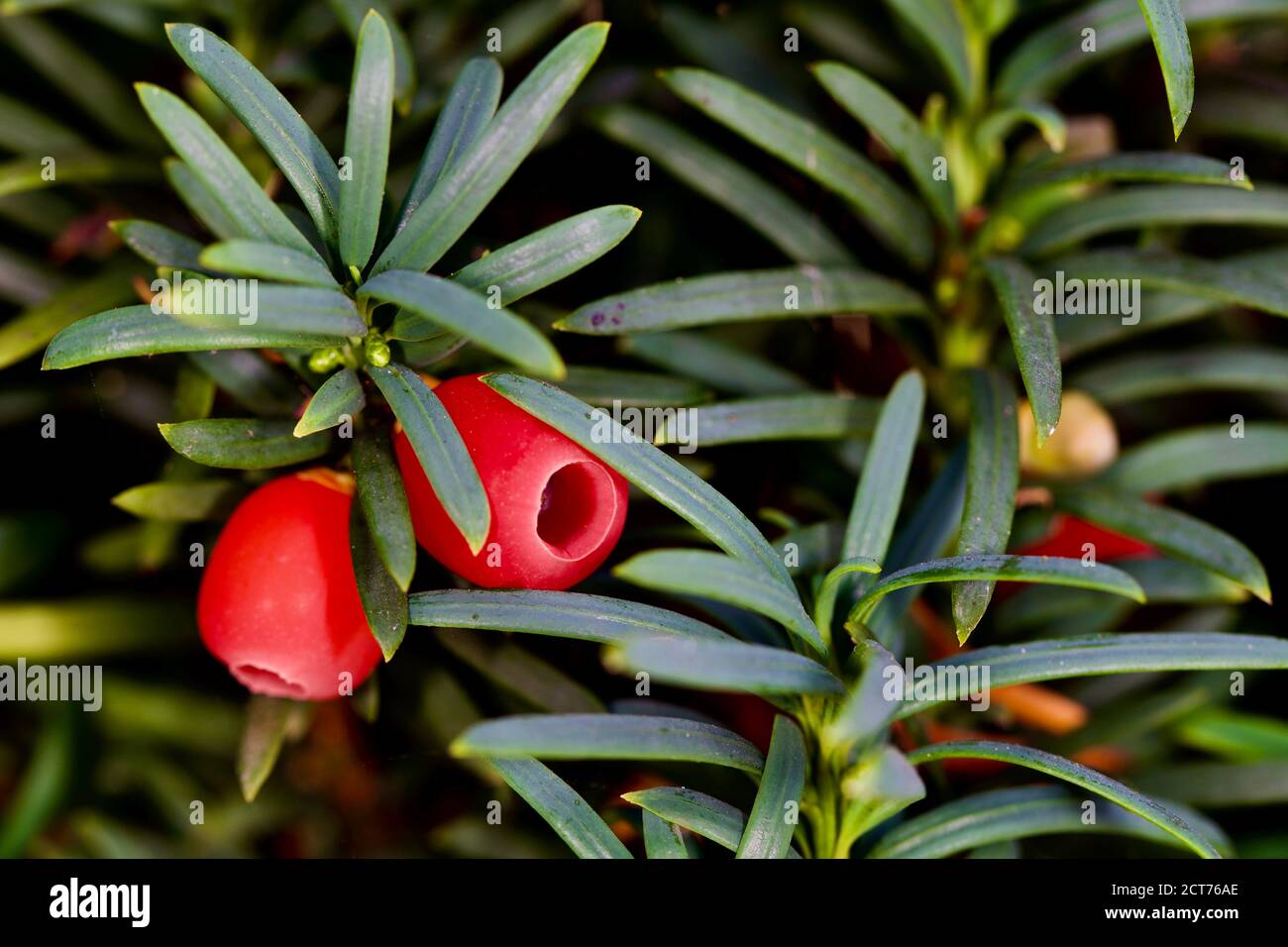 English yew tree hires stock photography and images Alamy