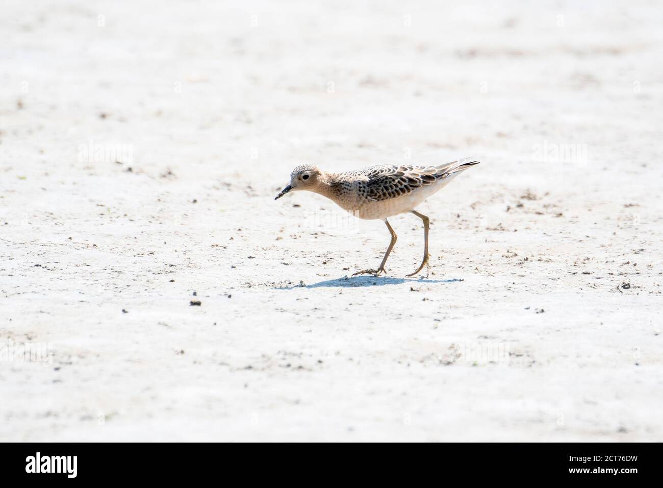 An IUCN Red List Near-Threatened Buff-breasted Sandpiper Shorebird Walks on a Dried Muddy Lake Bed During Migration in Colorado Stock Photo