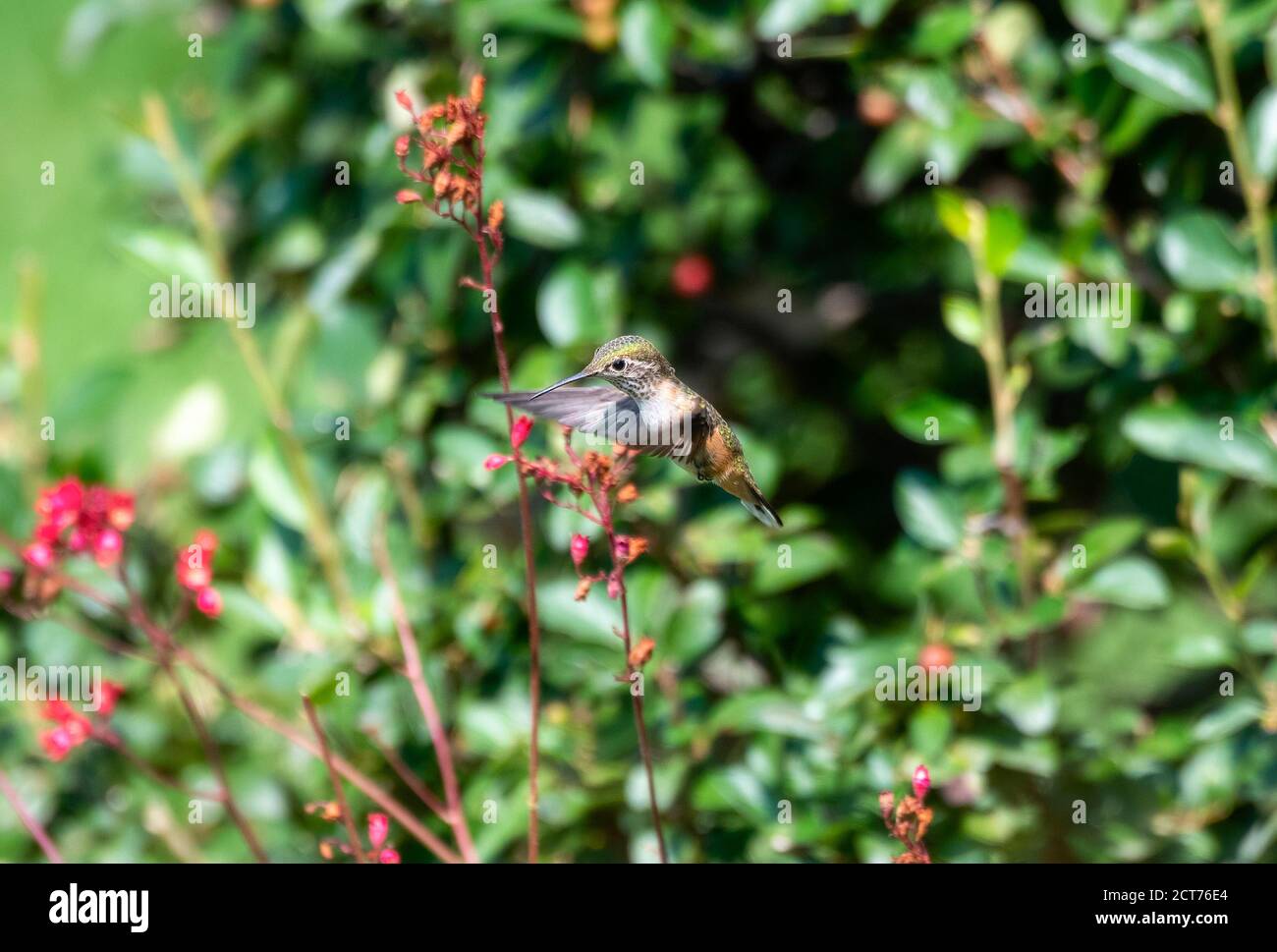 A Calliope Hummingbird (Selasphorus calliope) Drinks Nectar from Red Coral Bell Flowers (Heuchera) During Migration in an Urban Backyard in Colorado Stock Photo