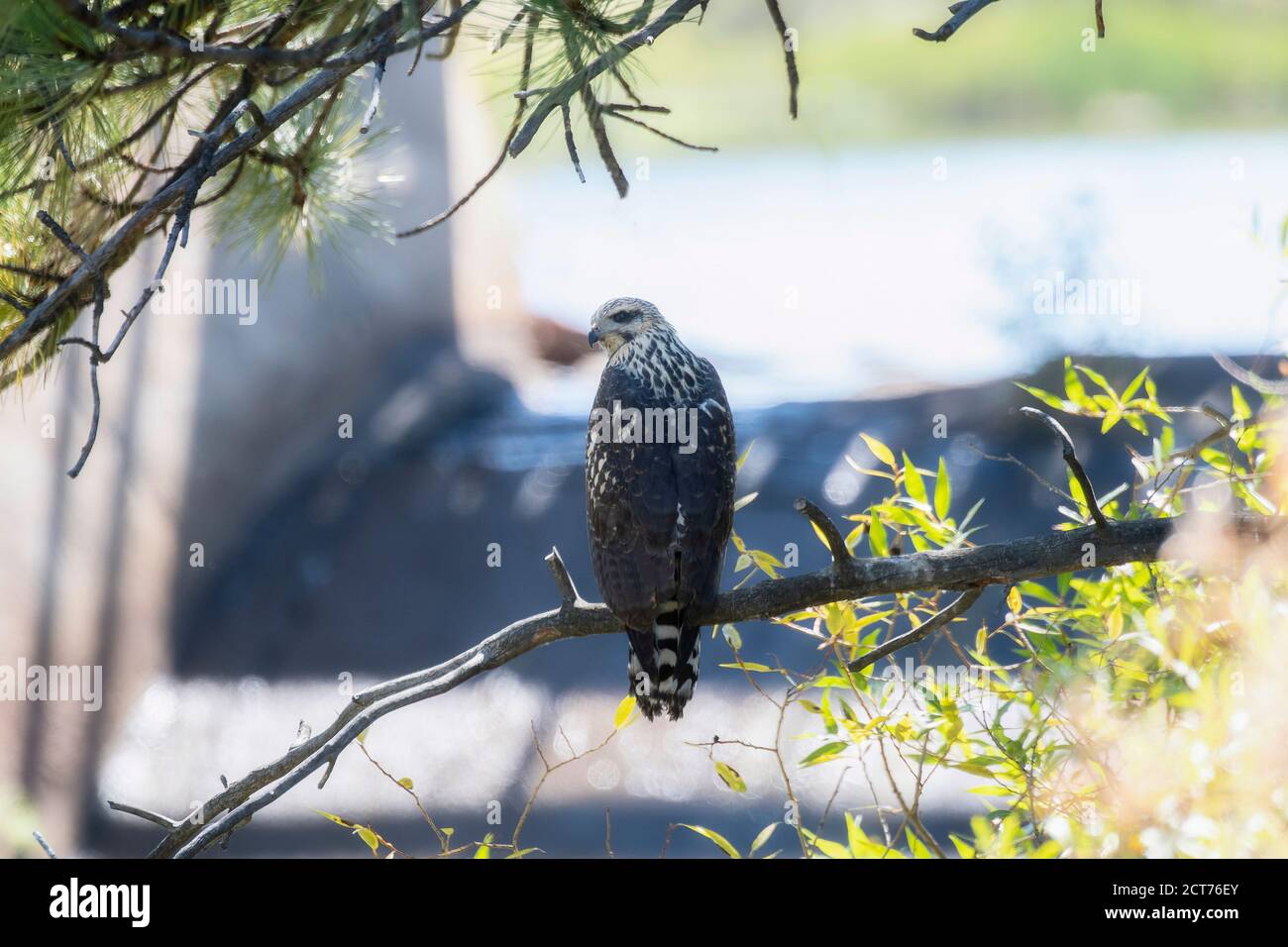 A Juvenile Migratory Common Black Hawk (Buteogallus anthracinus) Hunting From Trees at a Small Pond Stock Photo