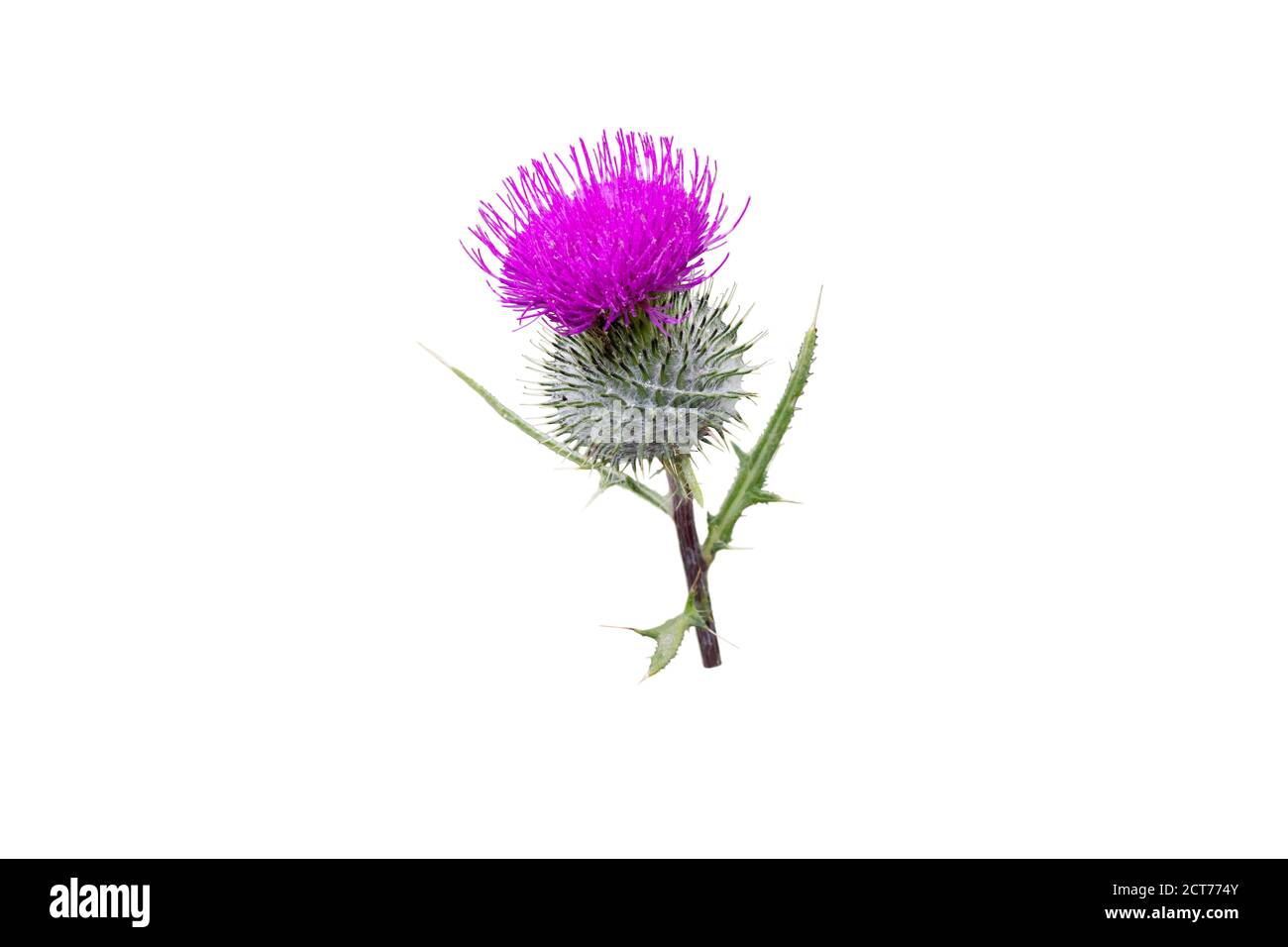 Purple thistle flower isolated on white. Cirsium flowering plant,aster family, Asteraceae. Stock Photo