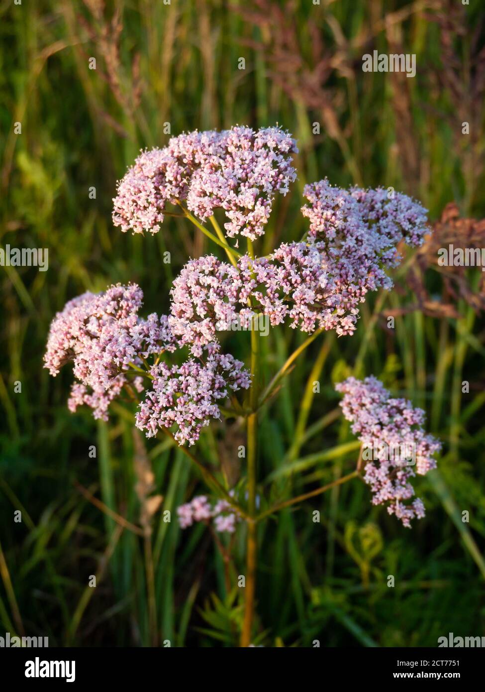 Valeriana officinalis pink flowers. Summer meadow at sunset. Medicinal plant. Stock Photo