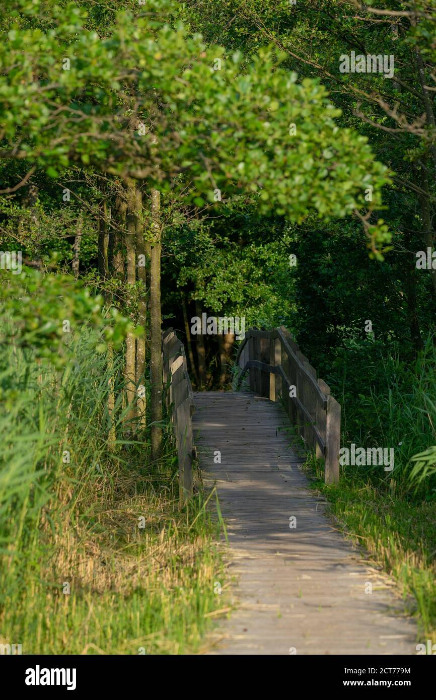 Vertical shot of a wooden bridge in a forest Stock Photo - Alamy