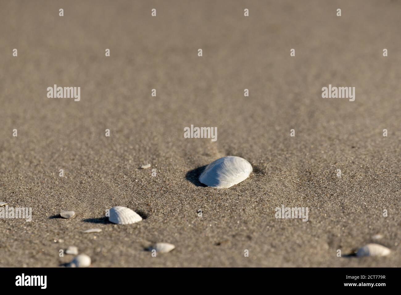 Closeup shot of white seashells on the beach Stock Photo - Alamy