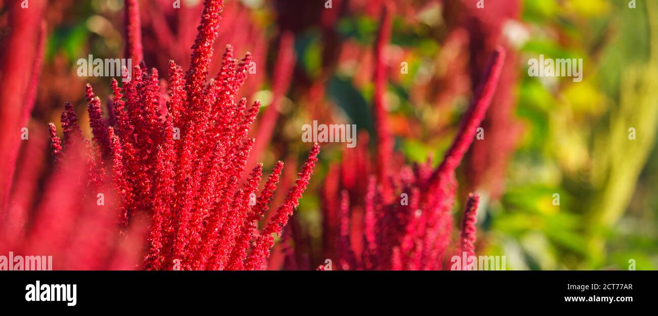Red flowers of edible amaranth close-up against the background of amaranth plants planted in the field. Selective focus. Agricultural background, bann Stock Photo