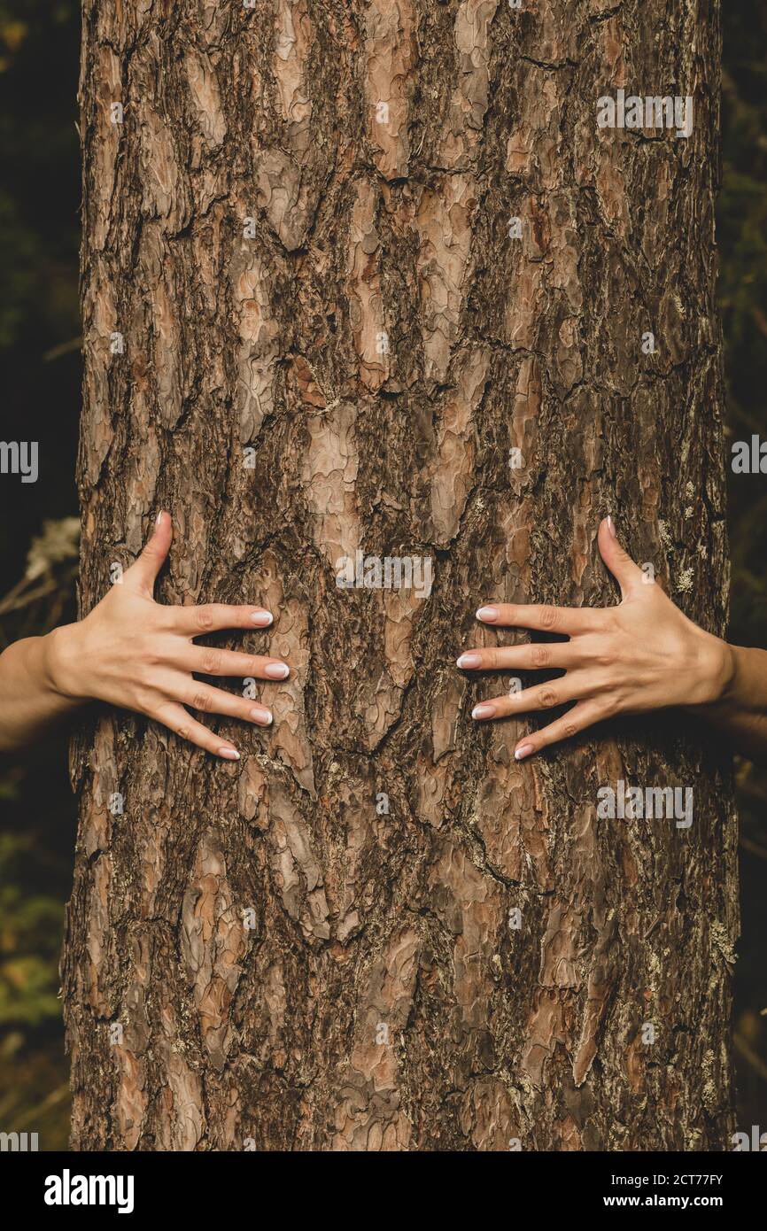Human and nature concept. Woman hands hugging pine tree in dark foliage background with copy space Stock Photo