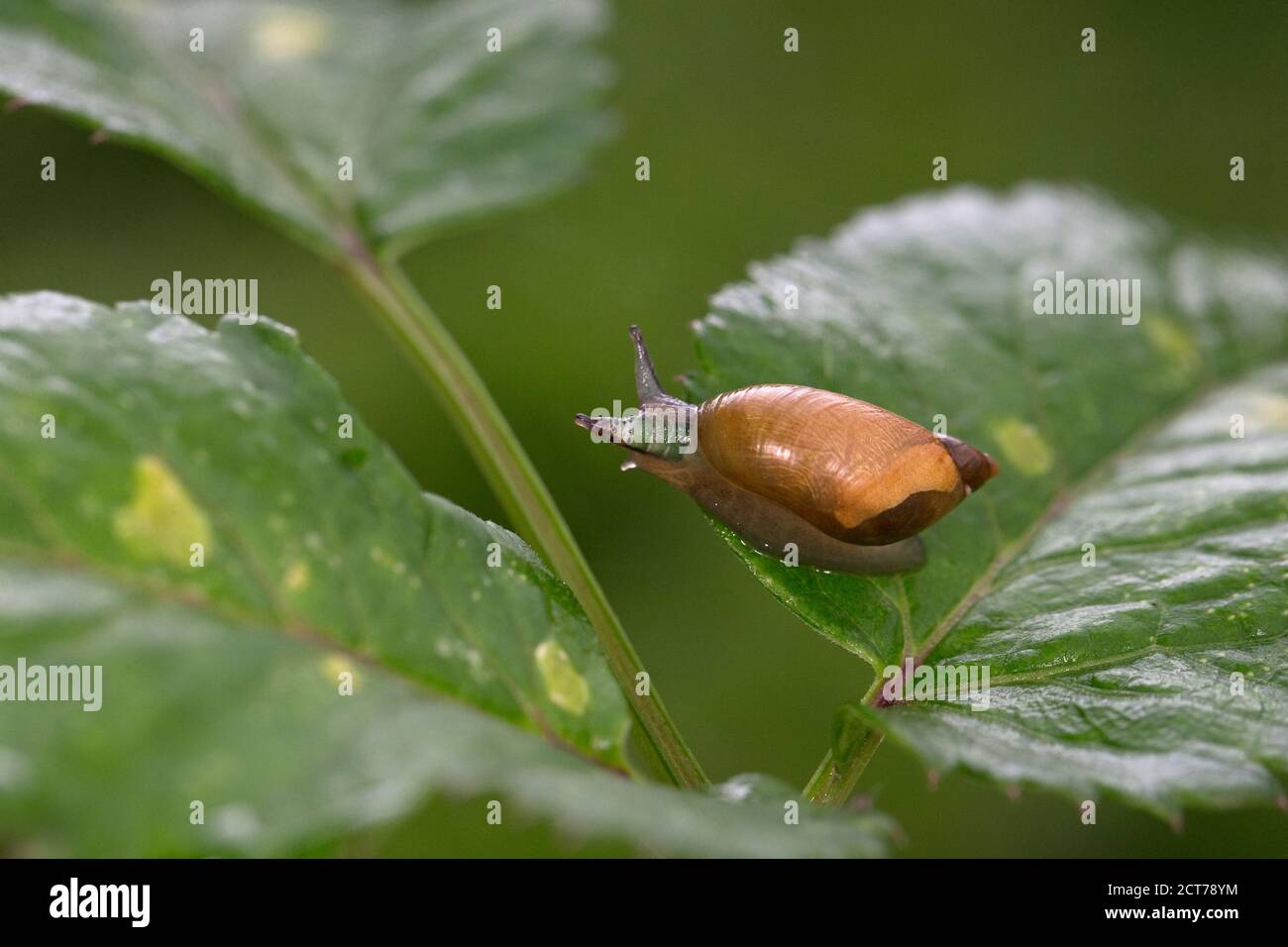 Common Amber Snail (Succinea putris) with flatworm (or helminth) (Leucochloridium paradoxum) parasite Stock Photo