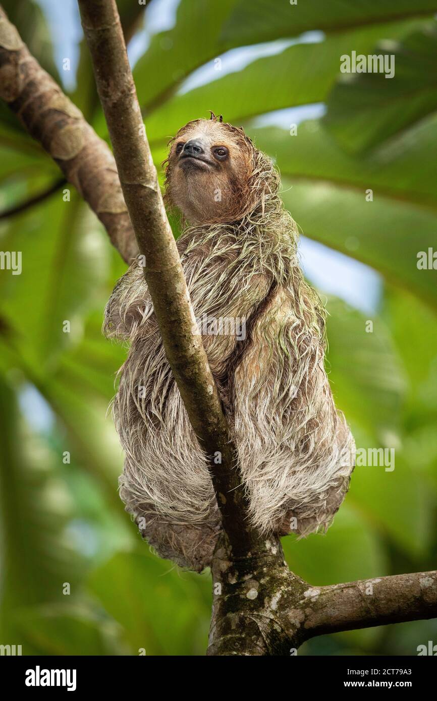 Brown-throated three-toed sloth (Bradypus variegatus) in rainforest habitat, Costa Rica Stock Photo