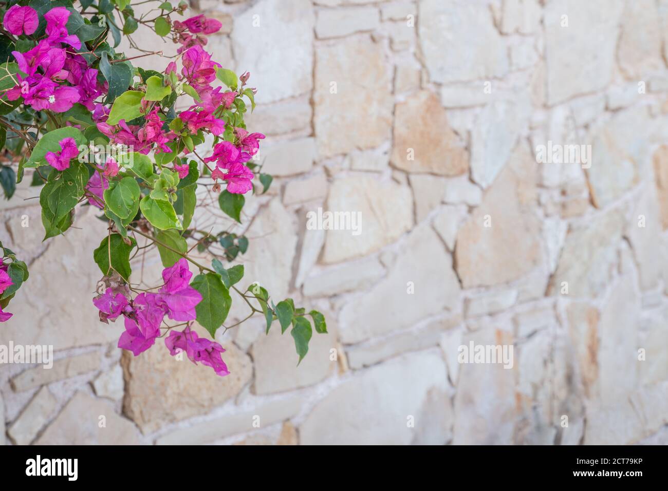 Greek stone wall with pink flowers. Texture of a stone wall. Old stone ...