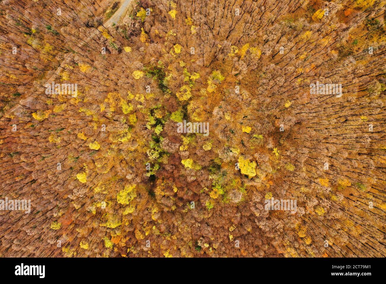 Aerial photo of a colored forest in the autumn Stock Photo - Alamy