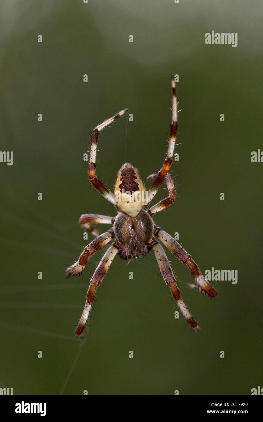 Marbled Orb-weaver (Araneus marmoreus var. pyramidatus) Norfolk GB UK August 2020 Stock Photo