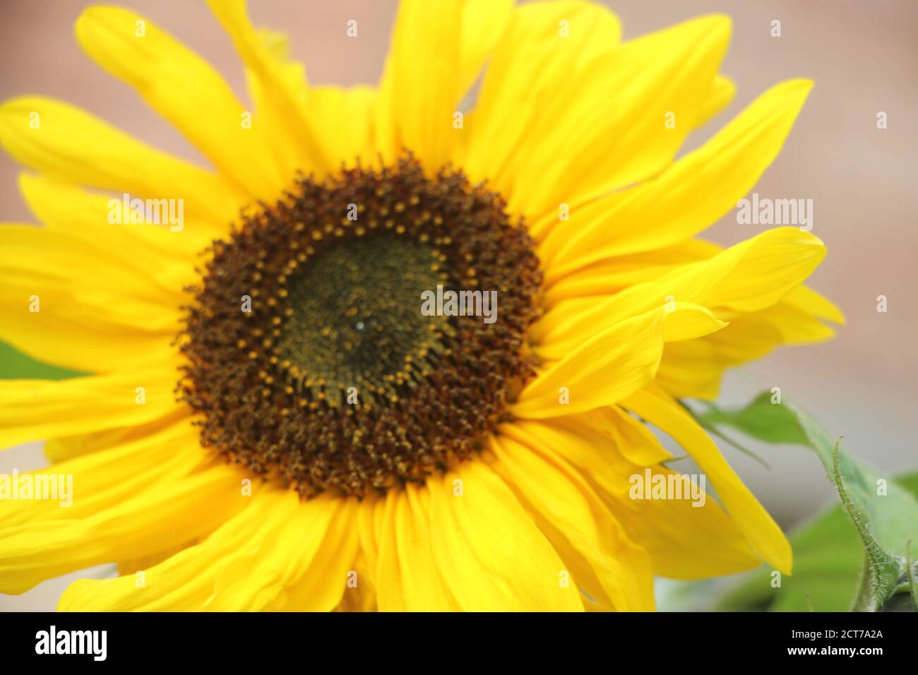 A Big yelllow bloomong Sunflower close up Stock Photo