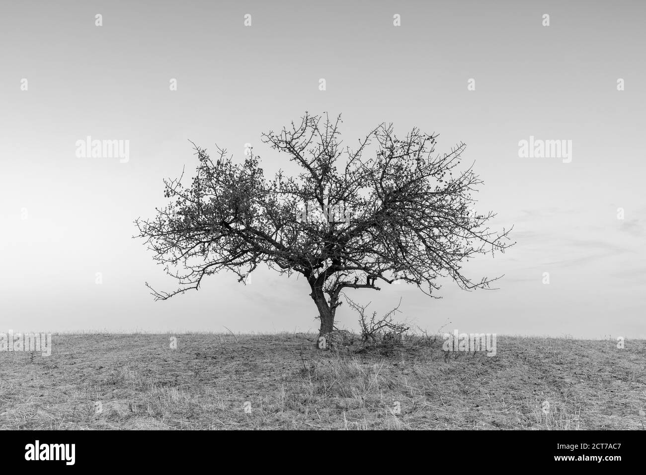 Landscape with lonely tree Stock Photo - Alamy
