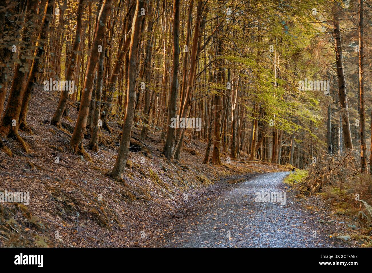 Scottish gaelic words hires stock photography and images Alamy