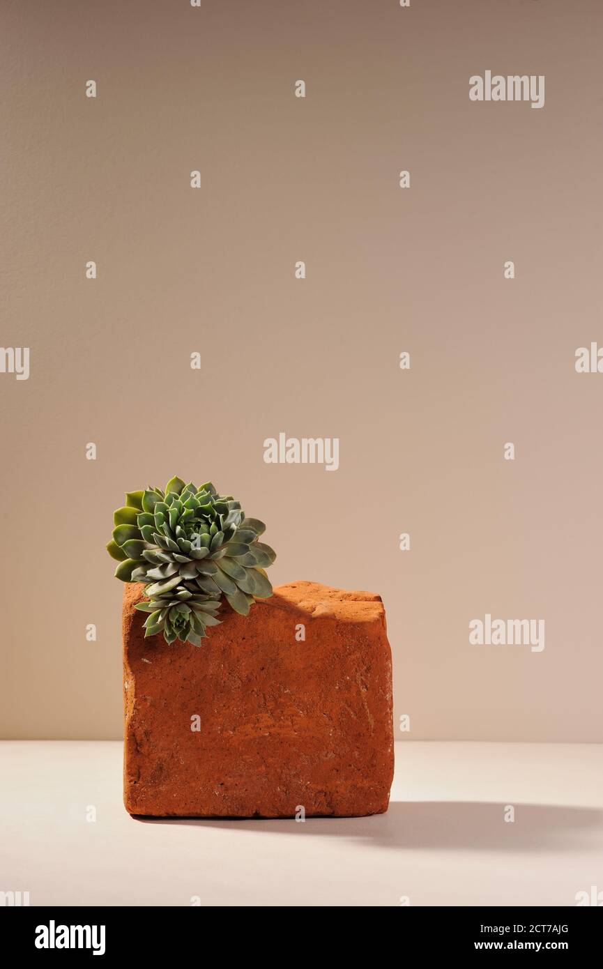 The succulent plant is placed on a podium of old red brick geometric shape.  Plant home decoration. Background for different purpose. Horizontal. Stock Photo