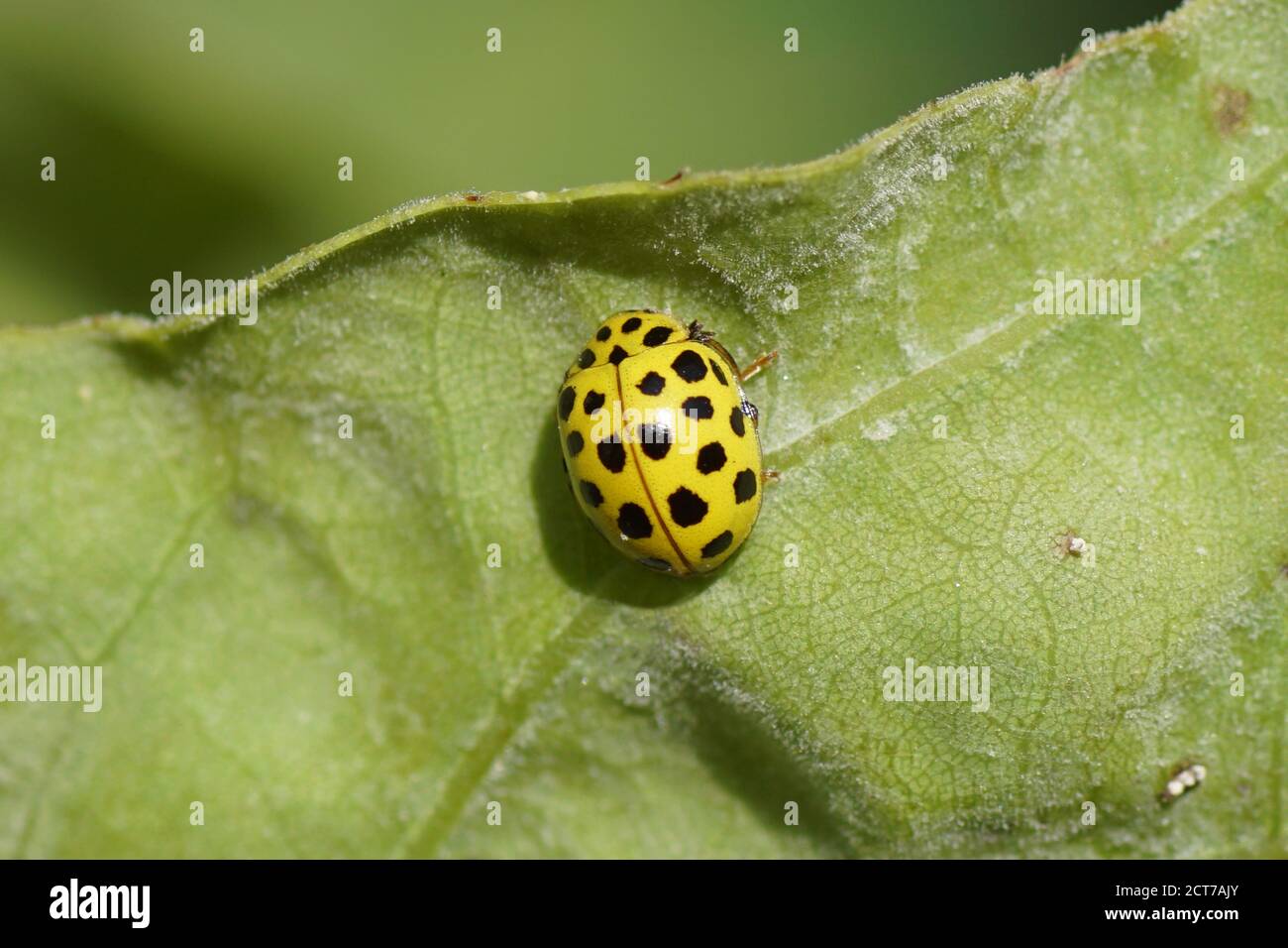 22 spot ladybird (Psyllobora vigintiduopunctata), family ladybirds (Coccinellidae).feeding on Erysiphe alphitoides, fungus which causes powdery mildew Stock Photo