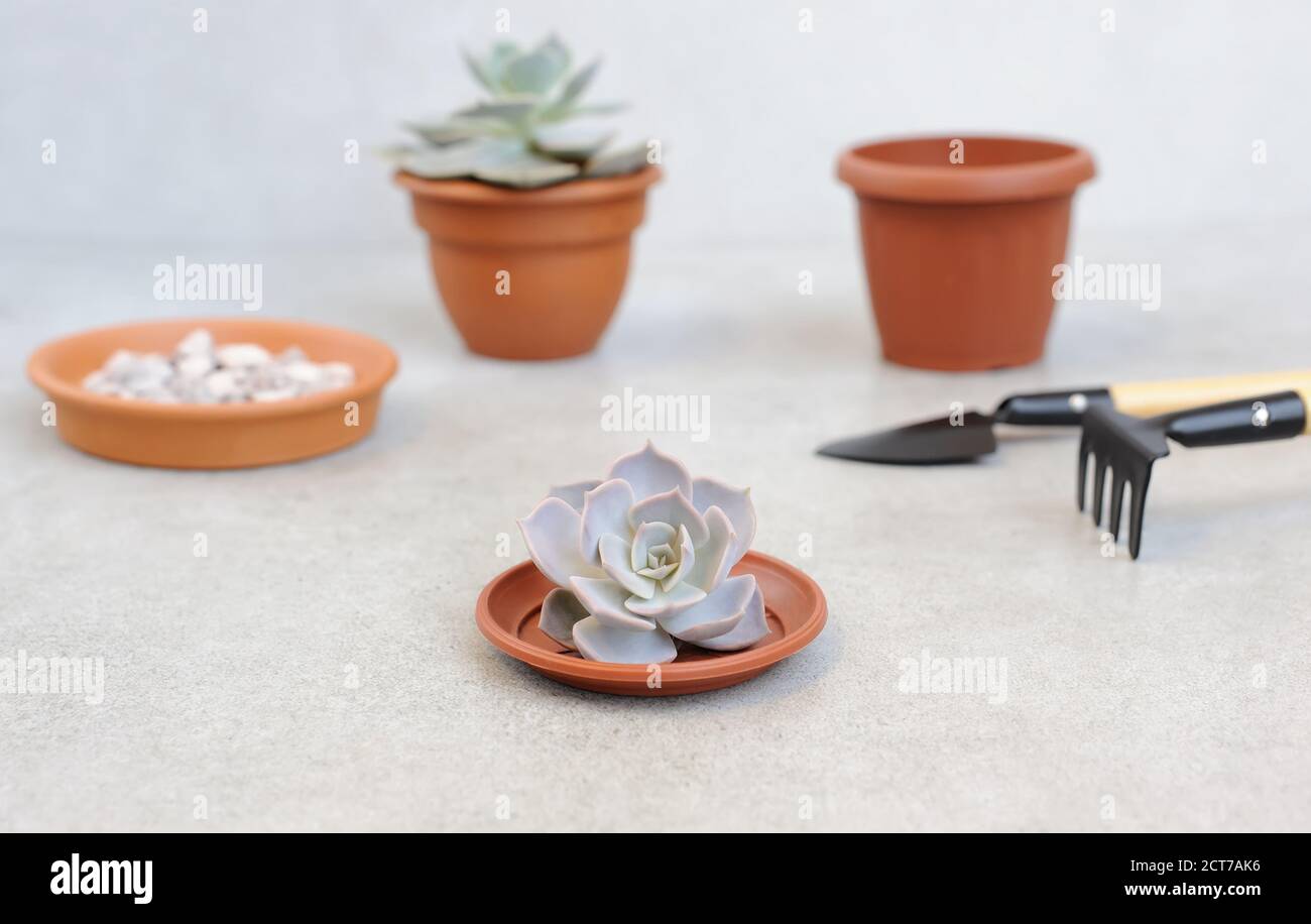 Echeveria planting in to the pot with gardening equipment for planting.  Concept of home garden and taking care of home flowers. Horizontal . Stock Photo