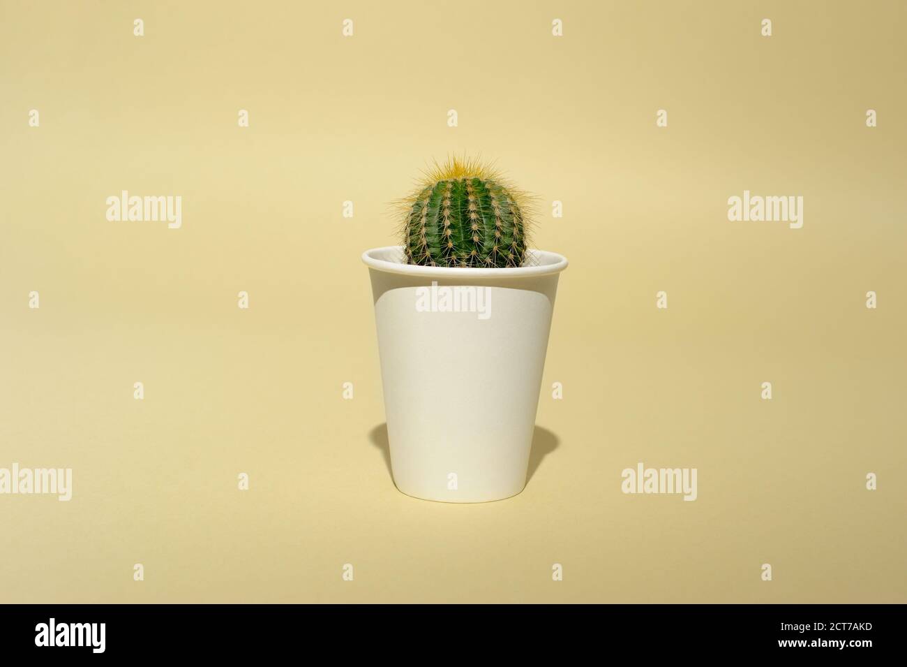Cactus plant with thorns growing in a white paper pot.  Home indoor plant. Creative minimal concept. Stock Photo