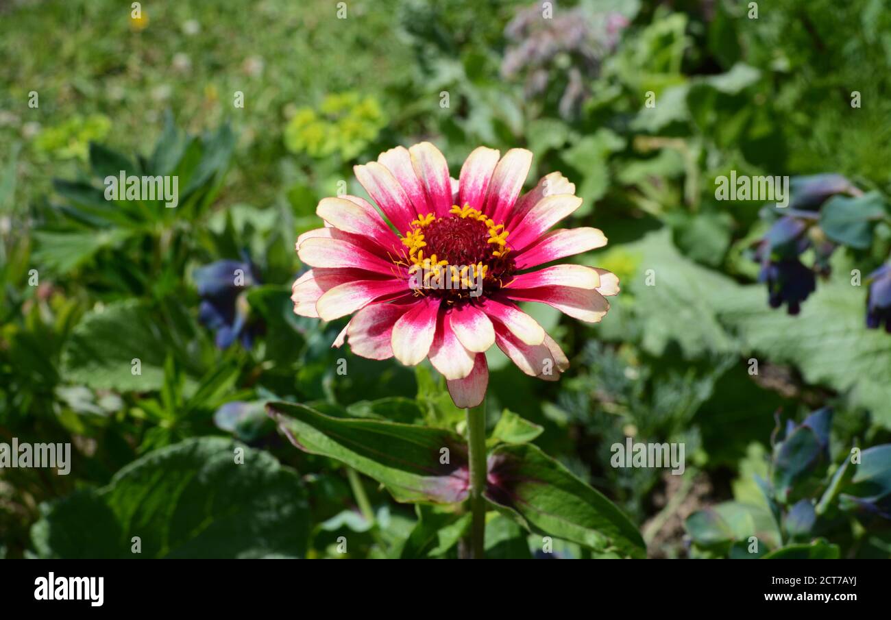 Zinnia Whirligig flower with multicoloured pink petals, blooming against a lush garden background Stock Photo
