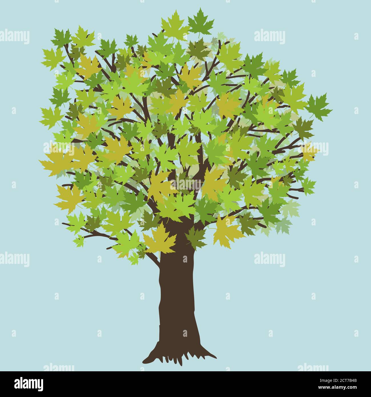 A vector illustration of a maple tree during summer. The tree has green leafs. Stock Vector
