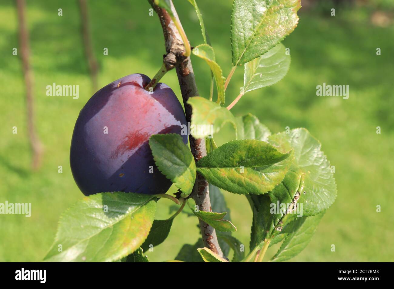 Ripe healthy plum fruit on a branch of lat. Prunus domestica Stock Photo