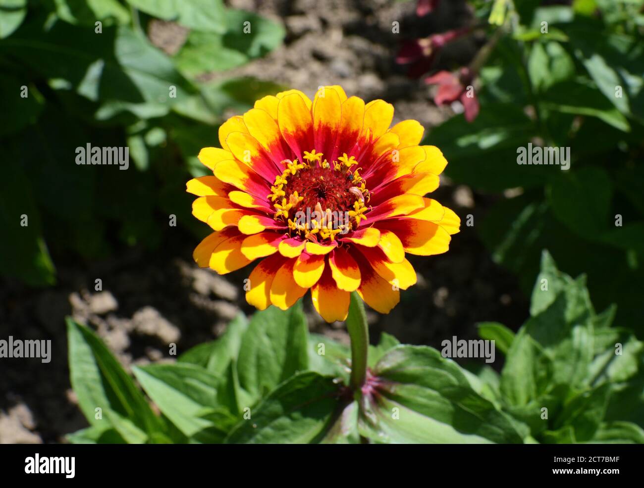 Brightly coloured yellow and red Zinnia Whirligig flower in a sunny flower bed Stock Photo