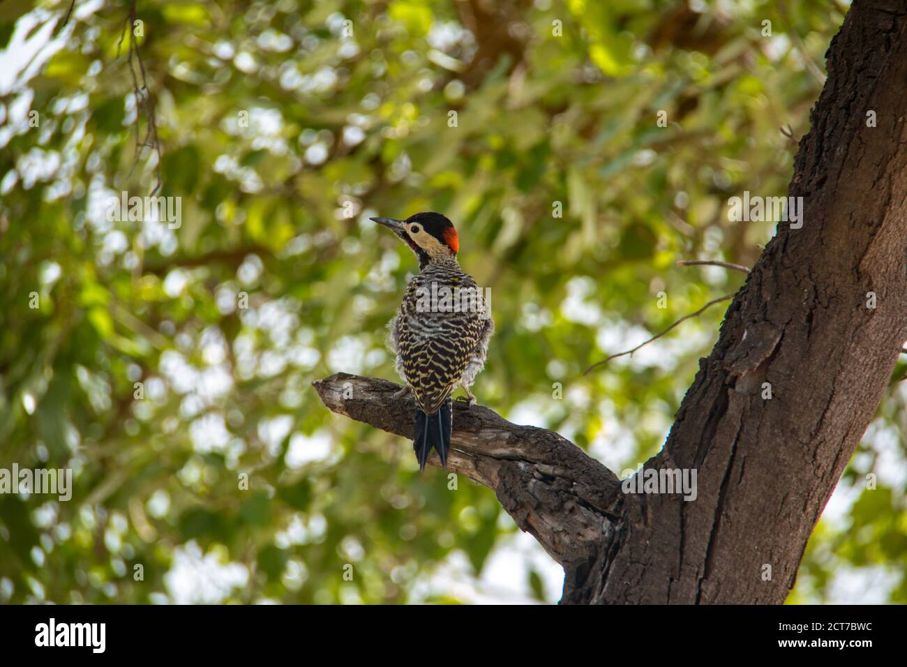 Green-barred woodpecker perched on a tree branch Stock Photo