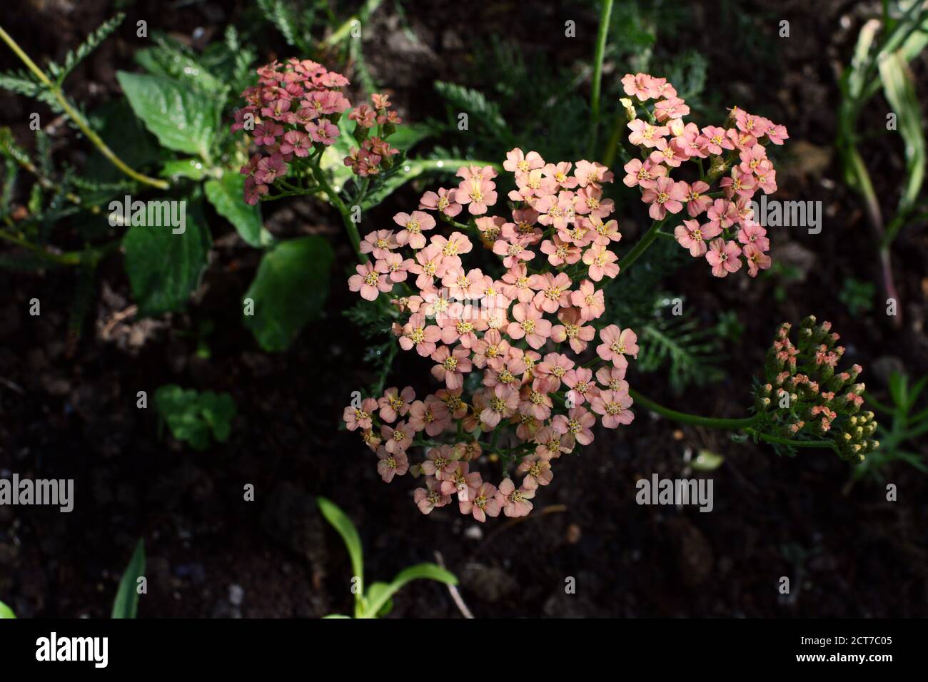 Yarrow - Achillea Appleblossom - with small pink flowers, growing in dappled light in a rural flower garden Stock Photo