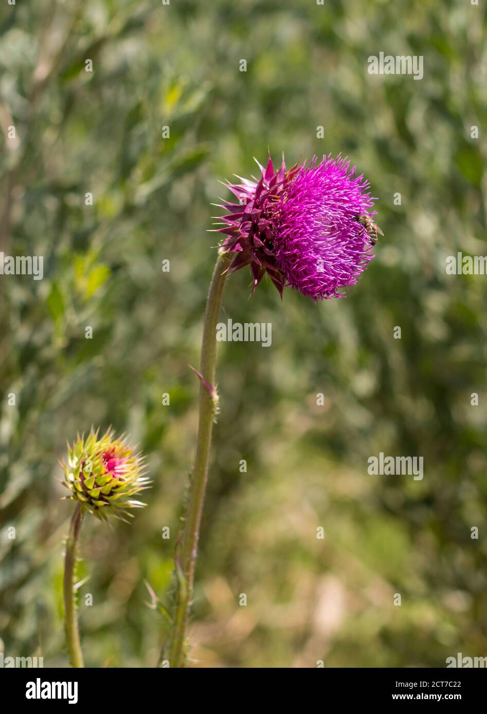 Thistle flower on an unfocused background Stock Photo