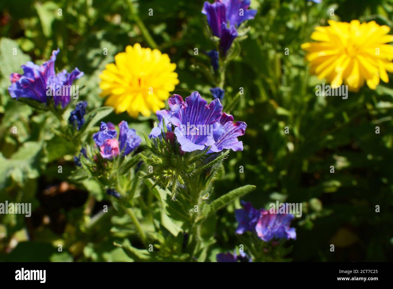 Viper's bugloss - wildflower with blue blooms, growing in a flower bed alongside yellow calendula Stock Photo
