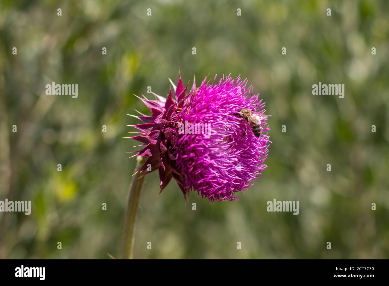 Thistle flower on an unfocused background Stock Photo