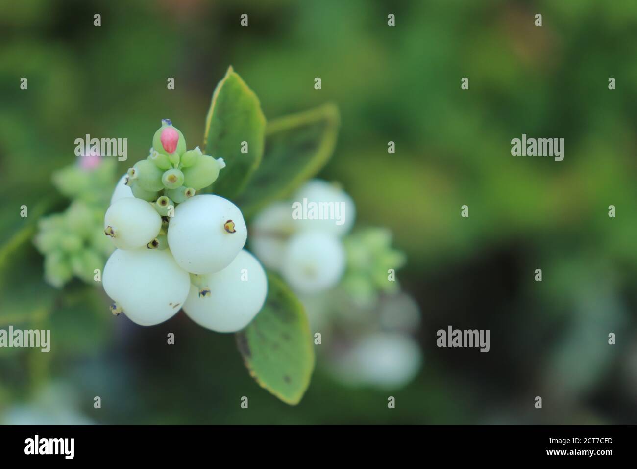 Branch with white berries with small flowers of the White pearl (lat. Symphoricarpos albus) Stock Photo