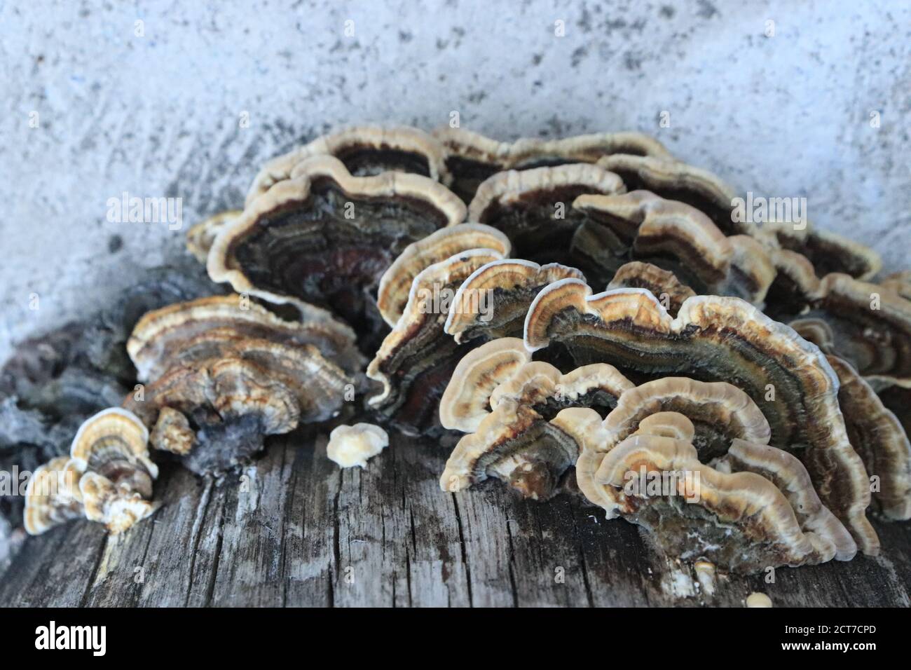 Tree fungi Turkey Tail mushroom (Trametes versicolor) growing on decaying tree trunk Stock Photo