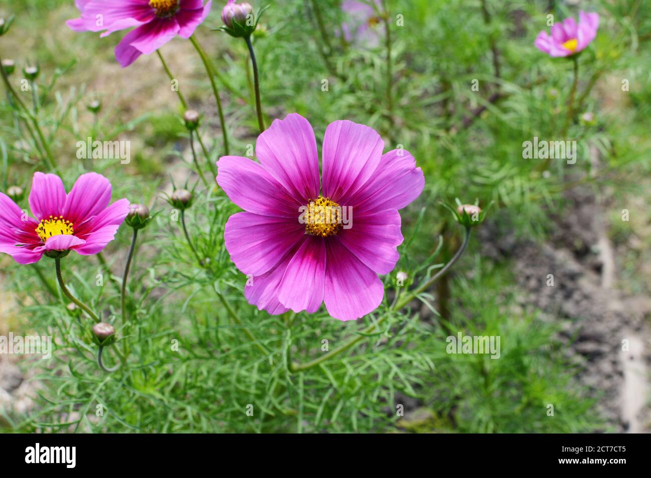 Pretty two-tone pink cosmos flower - Dwarf Sensation, cosmos bipinnatus - growing with other blooms above frondy green foliage Stock Photo