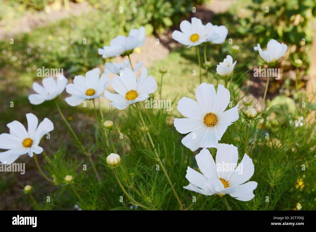 Cosmos blooms hi-res stock photography and images - Alamy