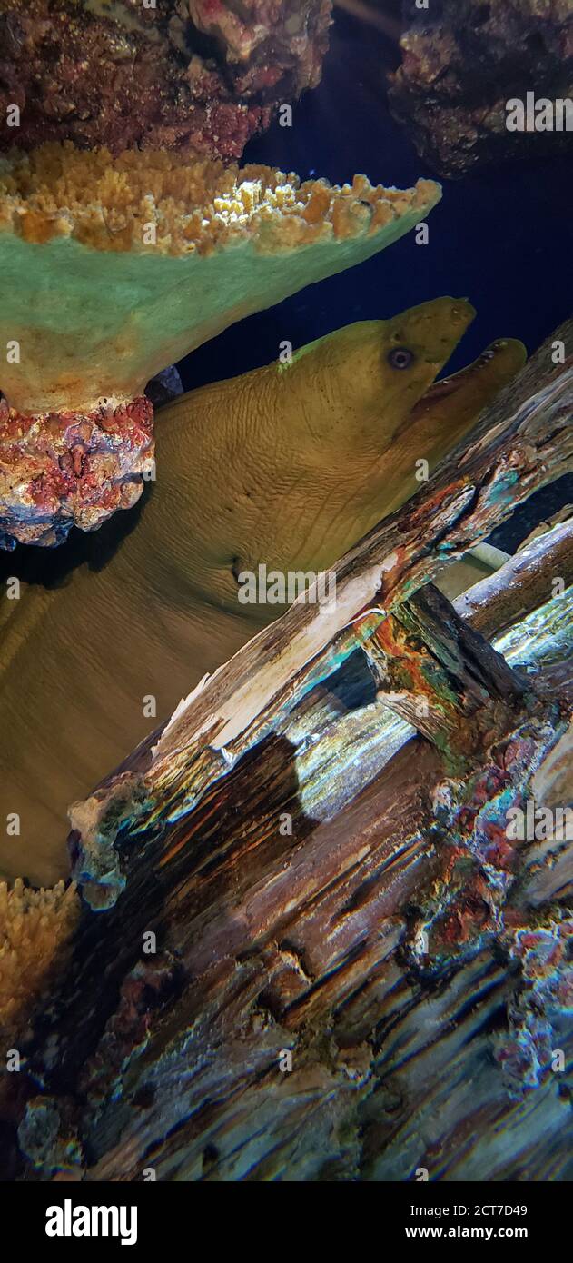 Dangerous Green murena underwater wildlife Stock Photo