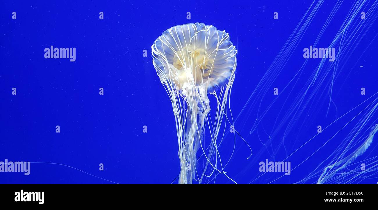 Beautiful jellyfish moving through the water Stock Photo