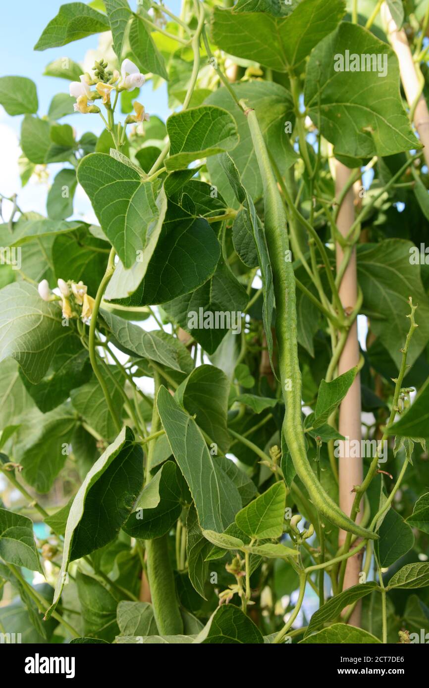 Long runner bean, Wey variety, among lush foliage and white flowers, growing in a vegetable garden Stock Photo