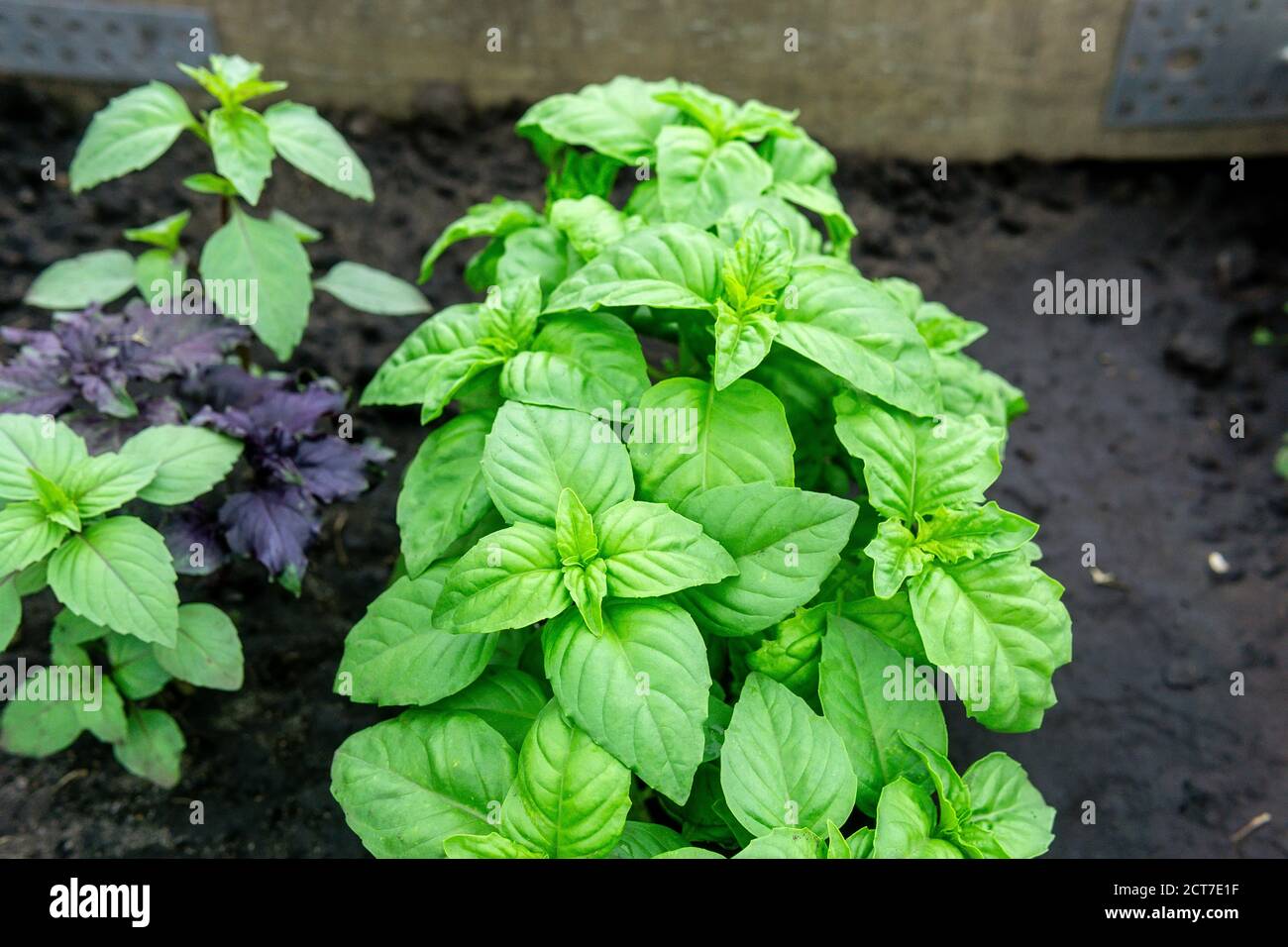 Basil green leaves close - up growing organic plants. Ocimum basilicum ...