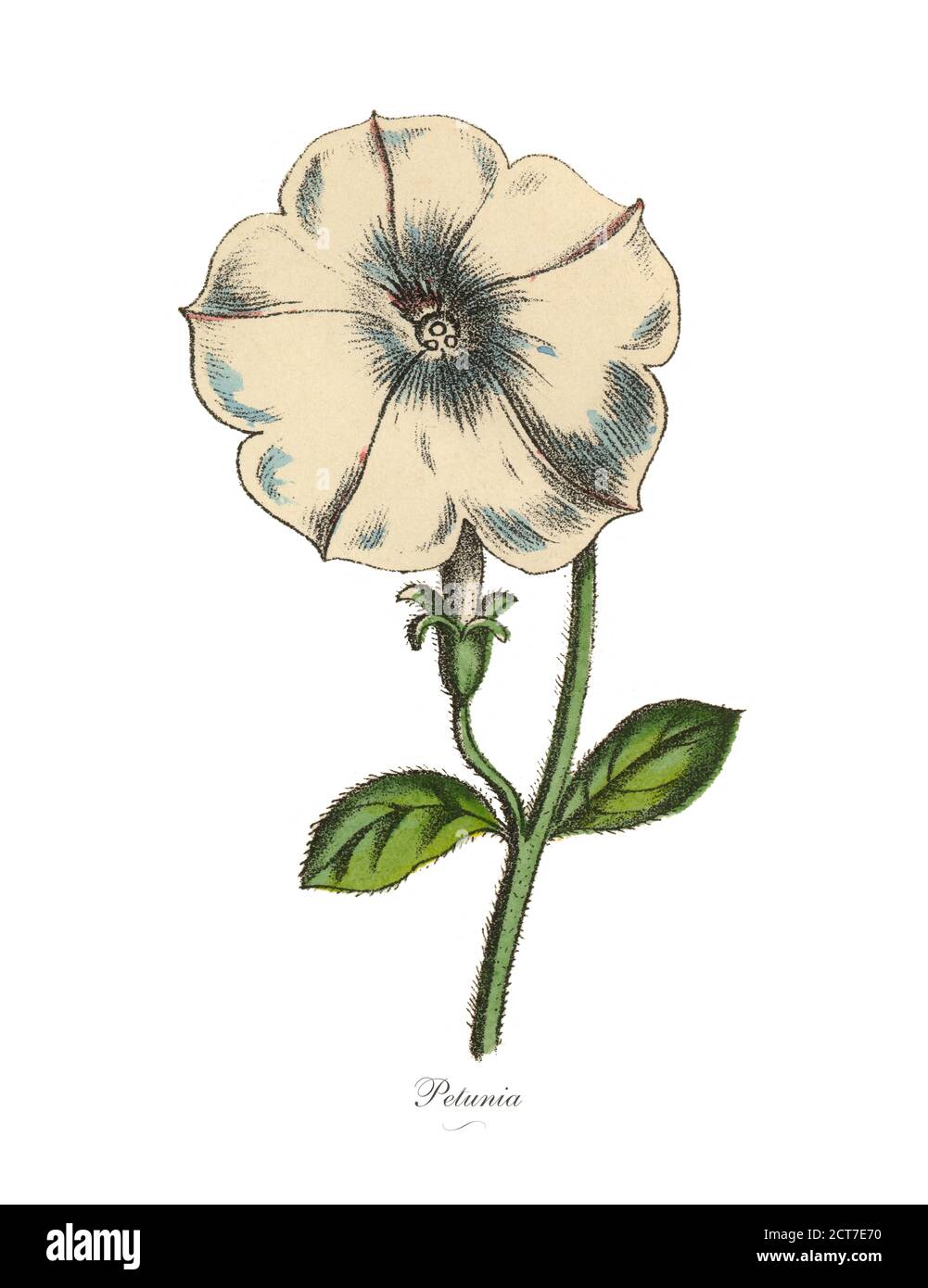 Exotic Flowers of the Garden, Victorian Botanical Illustration Stock Photo