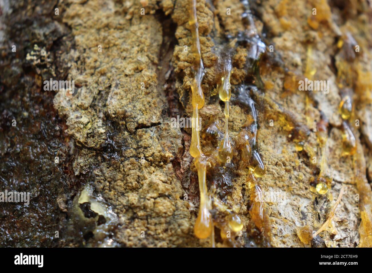 Drops of resin on the bark of the pine Stock Photo