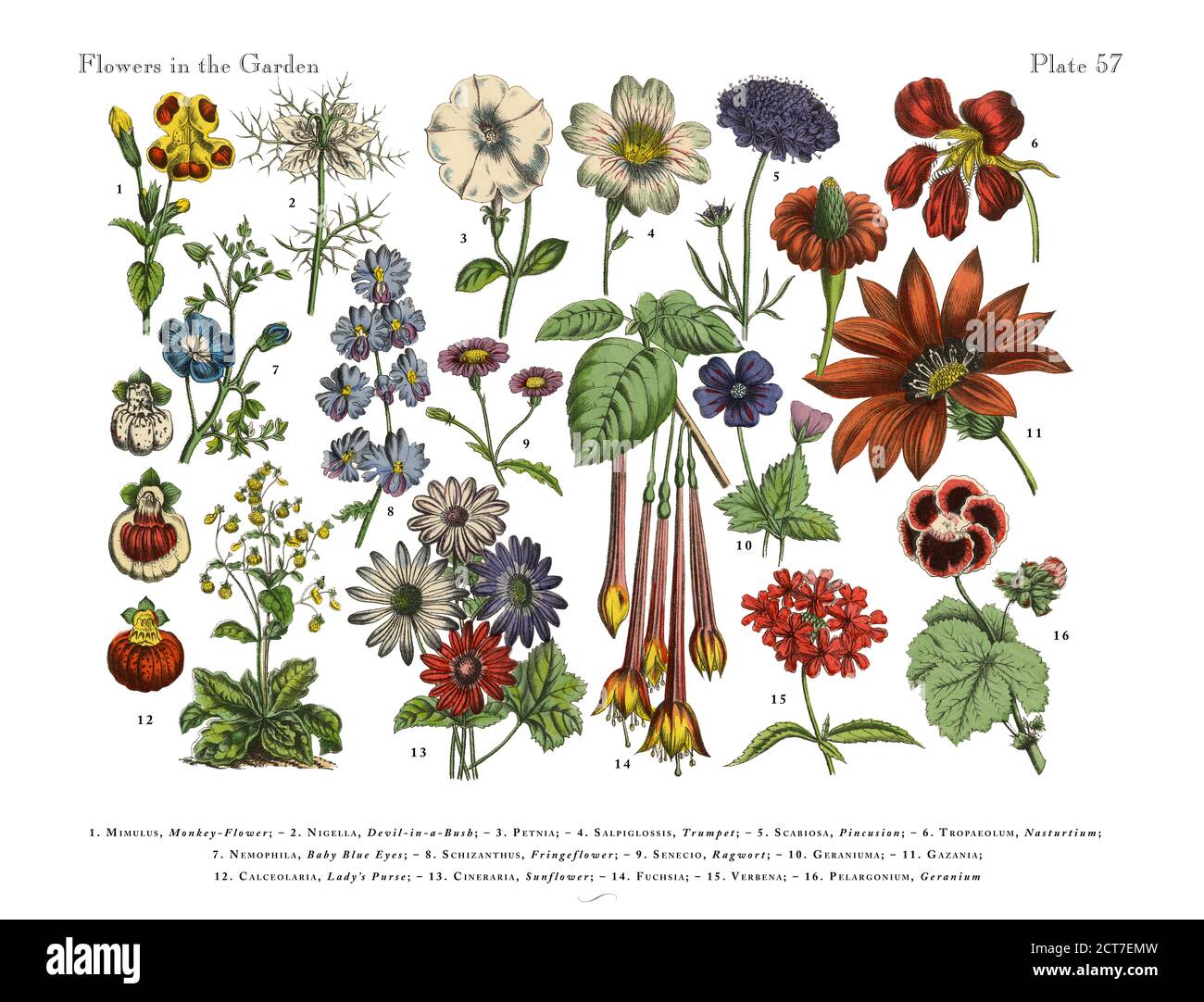 Exotic Flowers of the Garden, Victorian Botanical Illustration Stock Photo