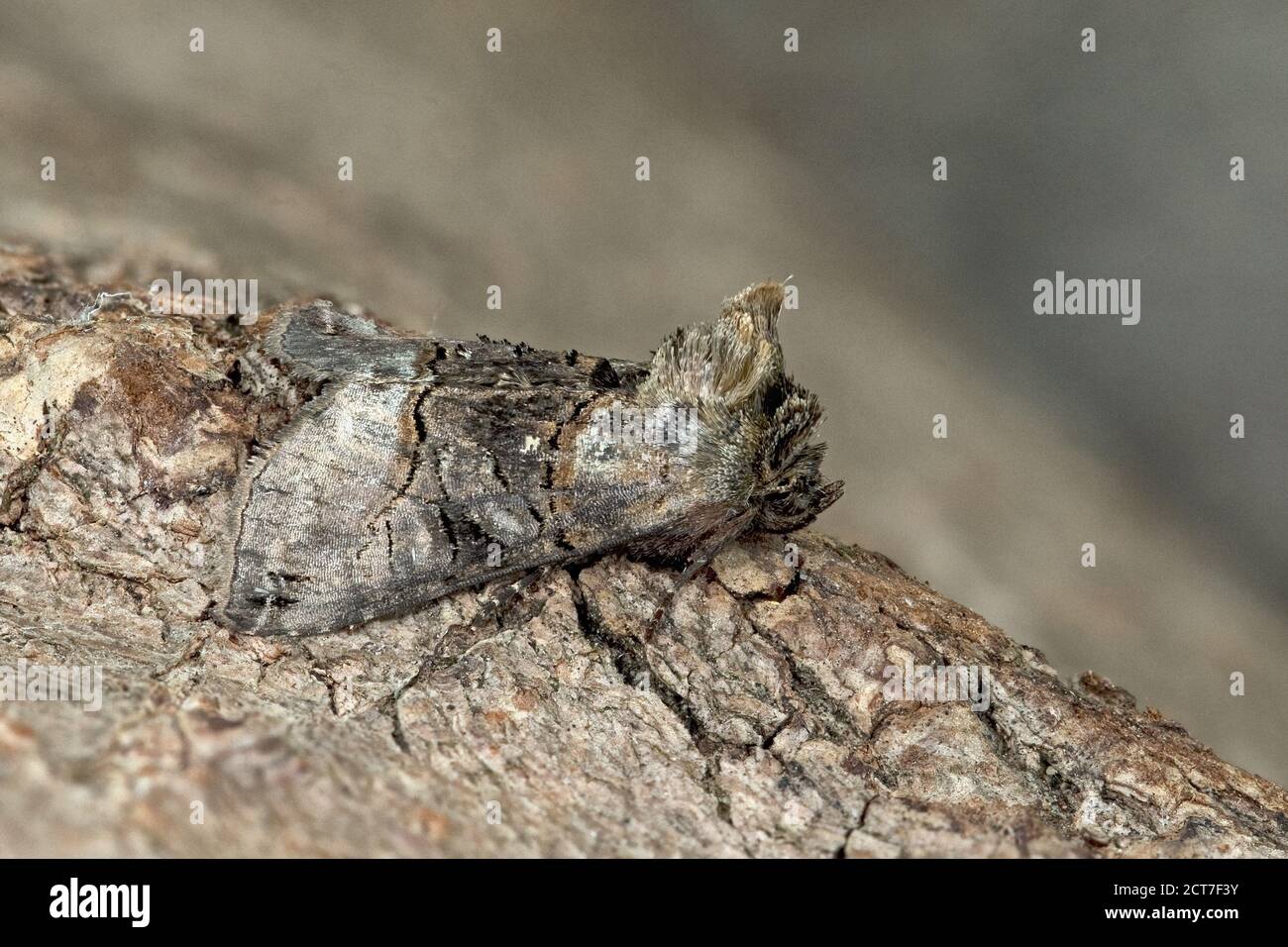 Spectacle Moth Spectacle moth hi-res stock photography and images - Alamy