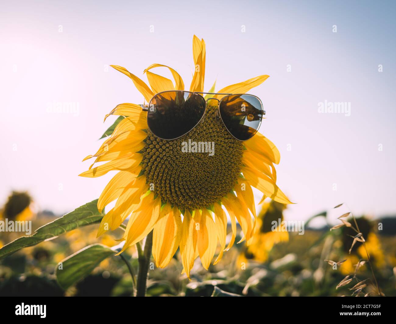 Funny picture of yellow sunflower wearing sunglasses. Stock Photo
