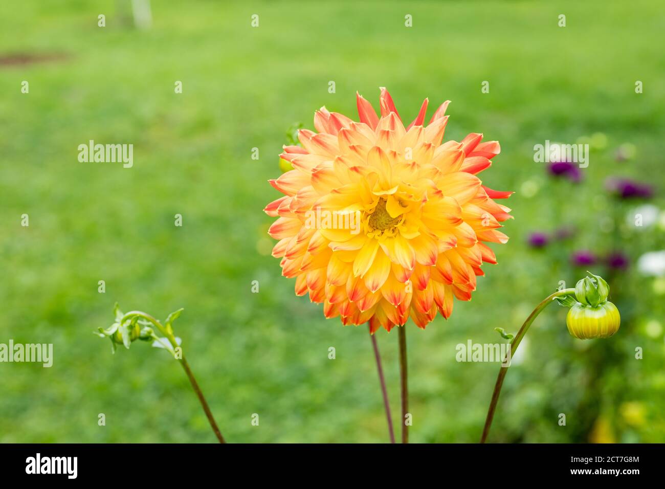 Spiky Dahlia Dahlias High Resolution Stock Photography and Images - Alamy