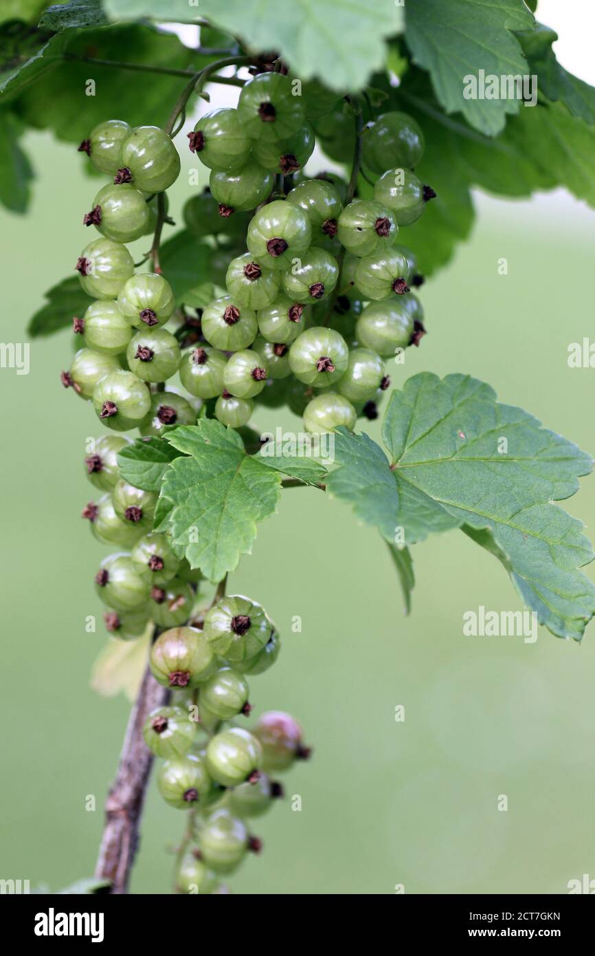 Vertical closeup shot of unripe gooseberries Stock Photo Alamy